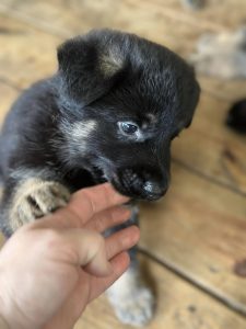 German Shepherd puppy sitting on the grass looking curious
